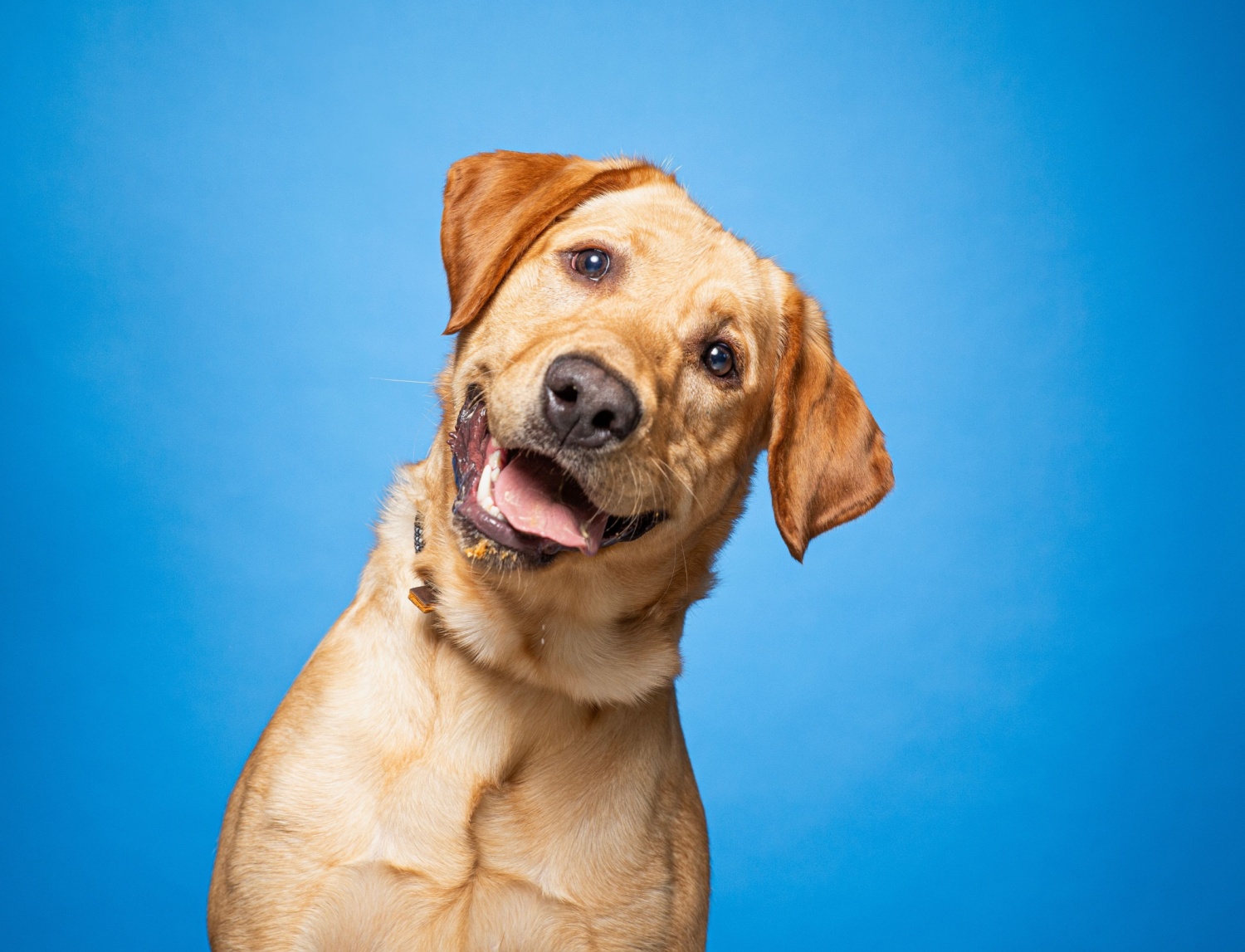 Dog at a rescue shelter