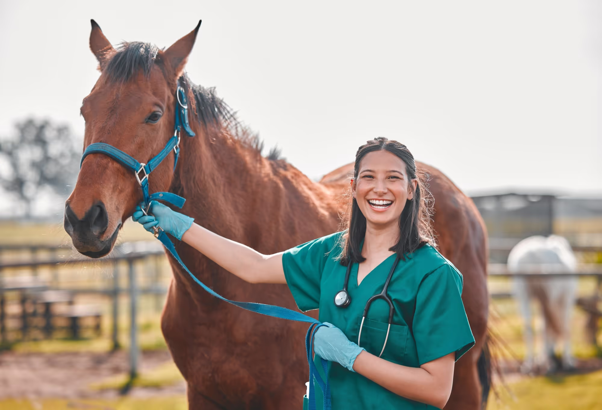 Veterinarian with a horse